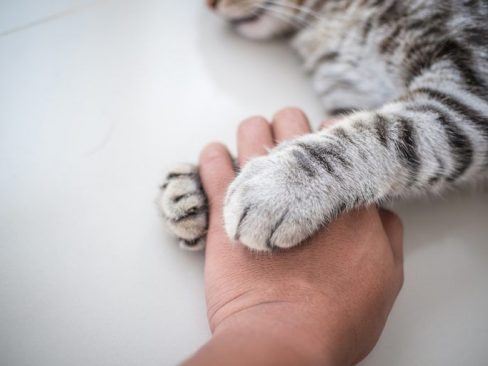 relazione felina