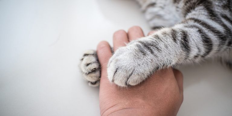 relazione felina