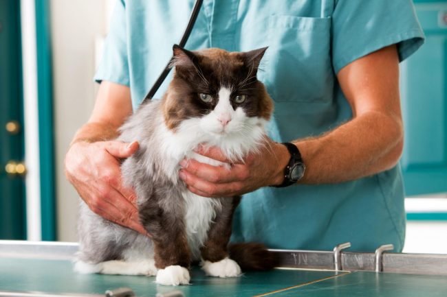 come abituare il gatto ad andare dal veterinario