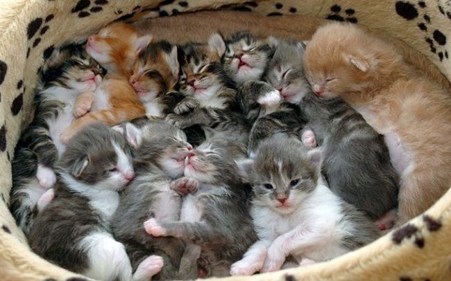 comportamento del gatto