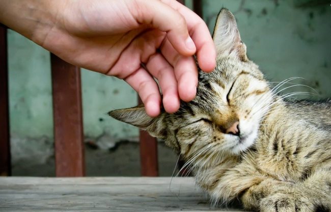 Come Accarezzare il gatto