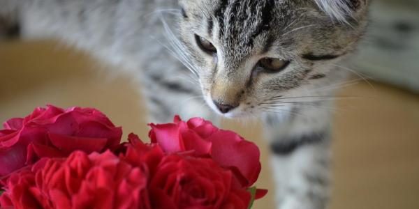 Comportamento del gatto BEG