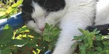 Catnip, che cos'è e perchè il gatto ne va pazzo? - Centro di Cultura Felina