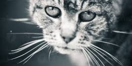Il lutto nel gatto