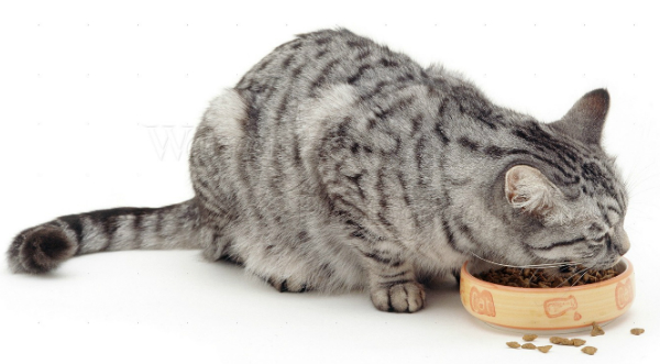 gatto schizzinoso
