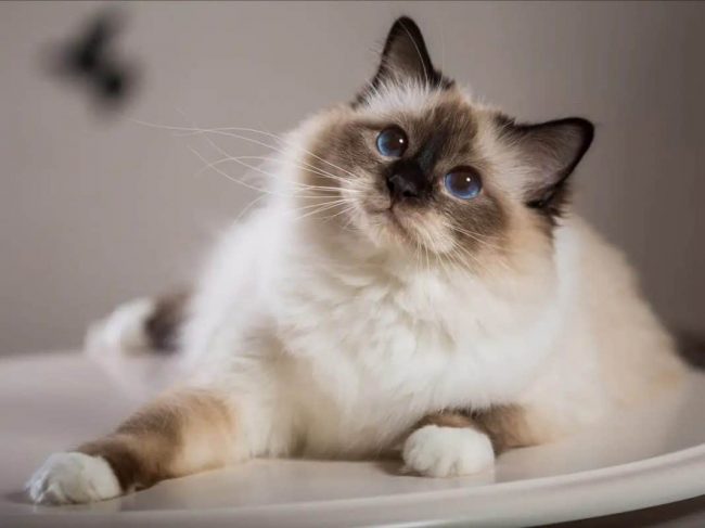 Adozione gatto di razza