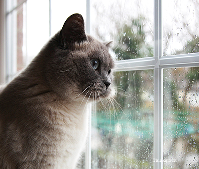 casa a misura di gatto