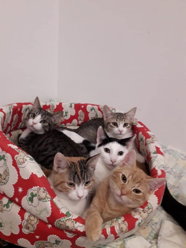 Cuccioli quando farli adottare