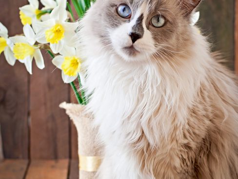 Piante velenose gatto