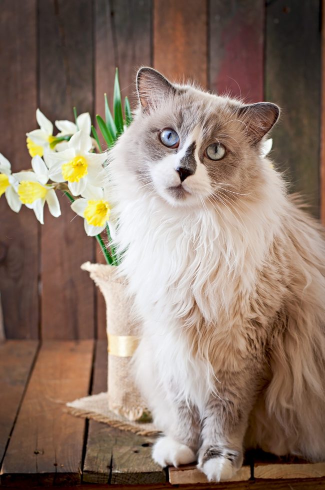 Piante velenose gatto