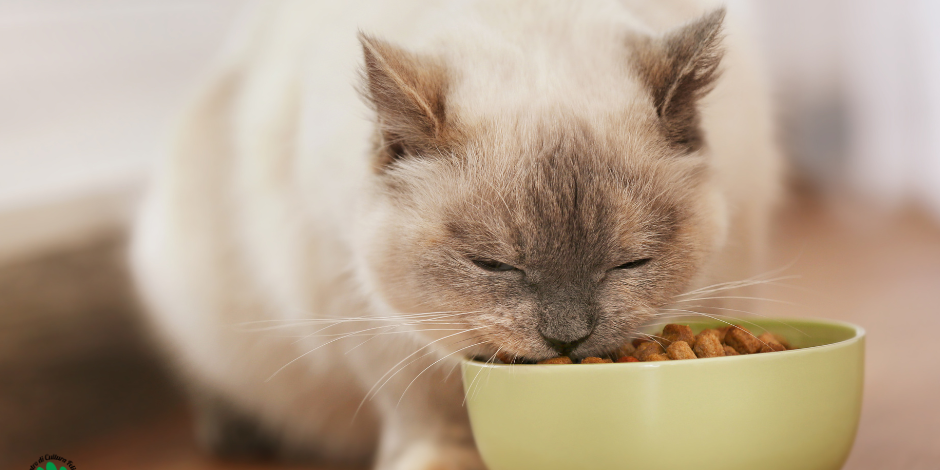 COME GESTIRE CORRETTAMENTE LE CIOTOLE DEL GATTO