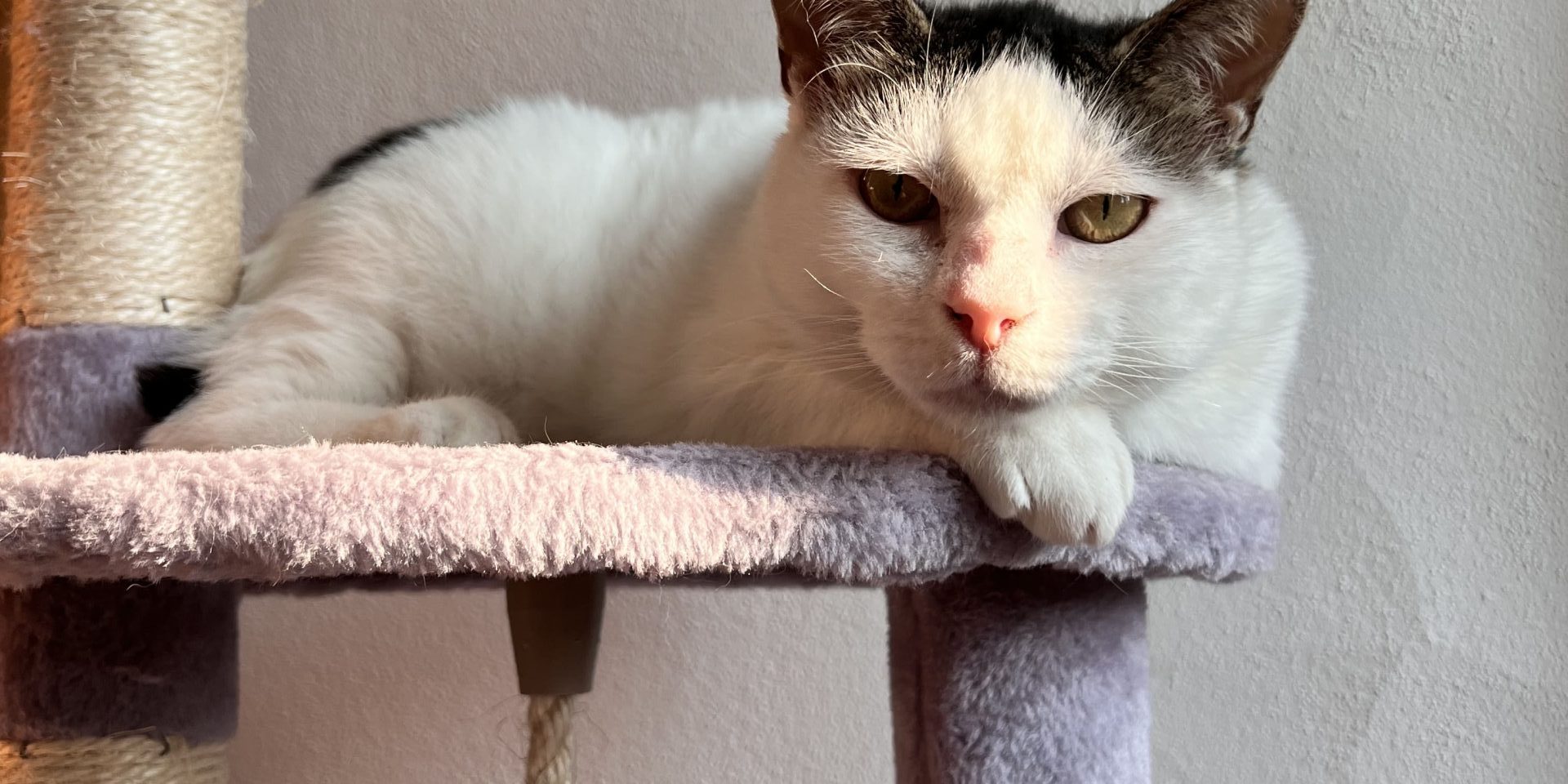 il gatto soffre la solitudine