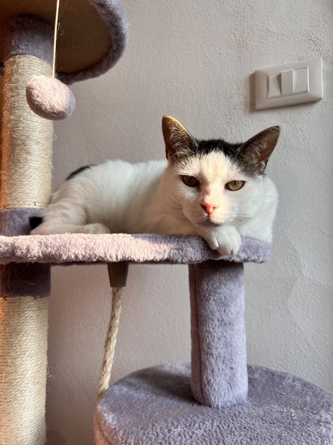 il gatto soffre la solitudine