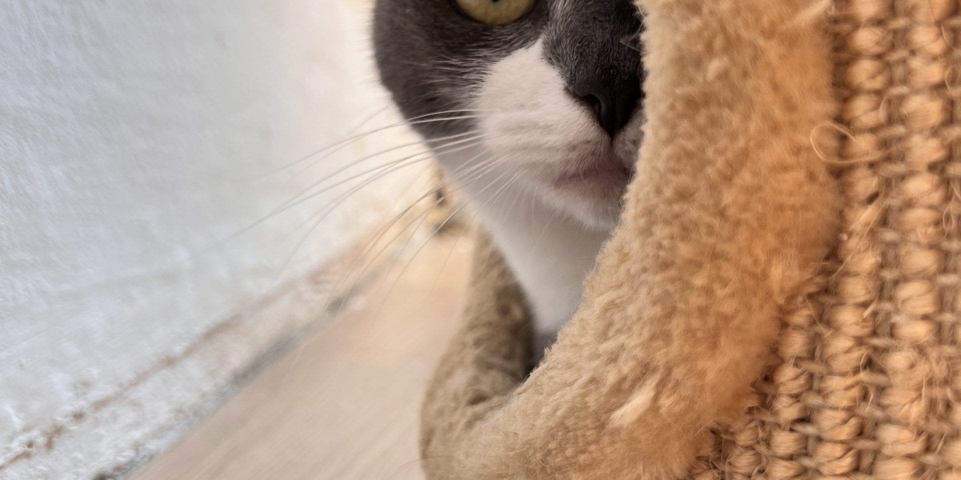 gatto pauroso