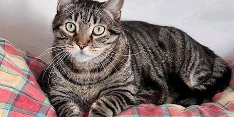 Gatto abitudinario