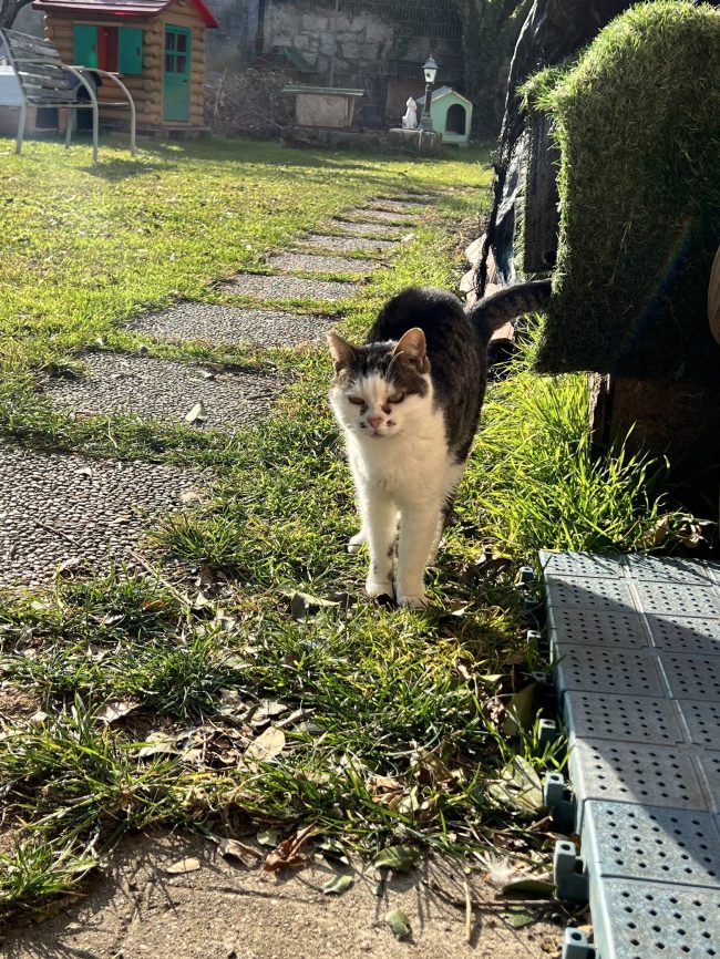 gatto che esce oppure no