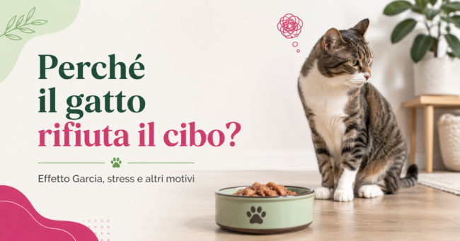 PERCHè IL GATTO SMETTE DI MANGIARE